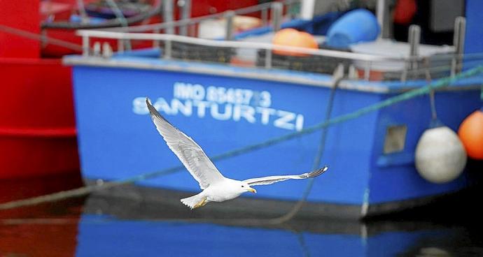 Una gaviota vuelva en el puerto de Santurtzi. Foto: Oskar M. Bernal