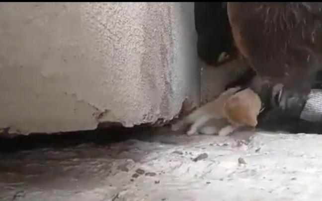 Un veterinario ha sedado al animal para el rescate