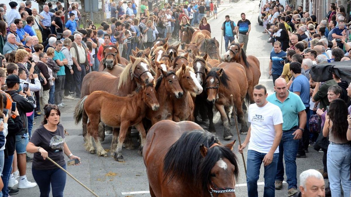 La entrada del ganado caballar fue espectacular.