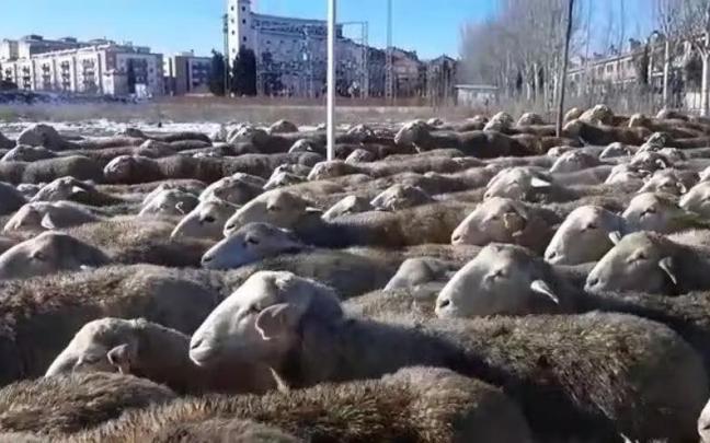 Paso de un rebaño de ovejas por Tudela.