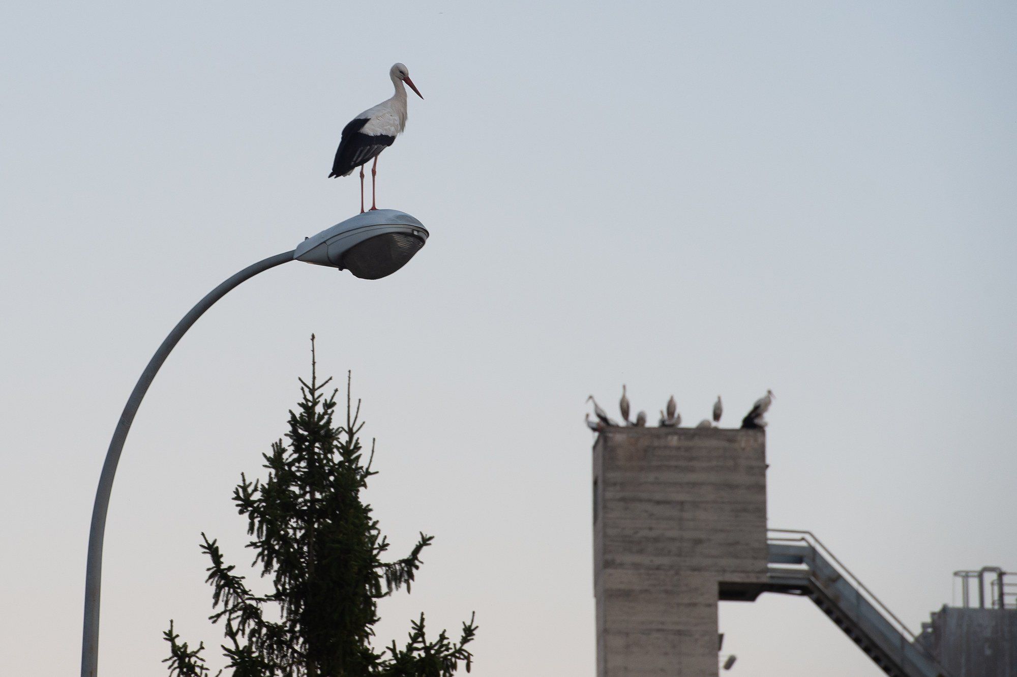 Una cigueña en lo alto de una farola en Pamplona.
