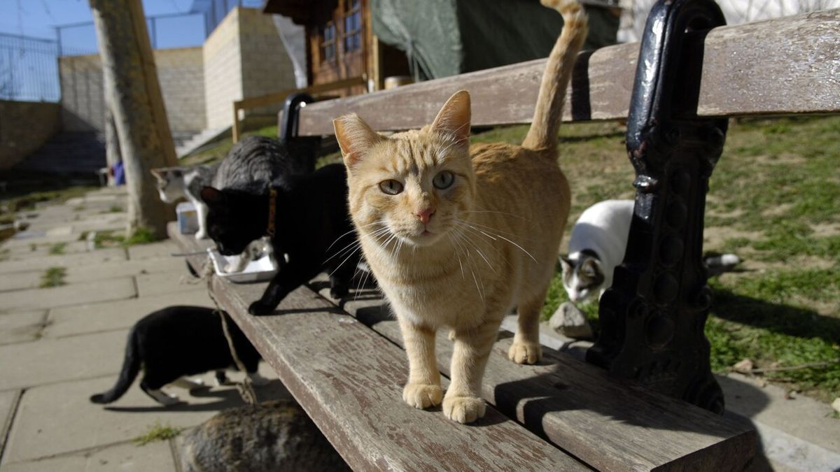 Gatos callejeros en Vitoria.