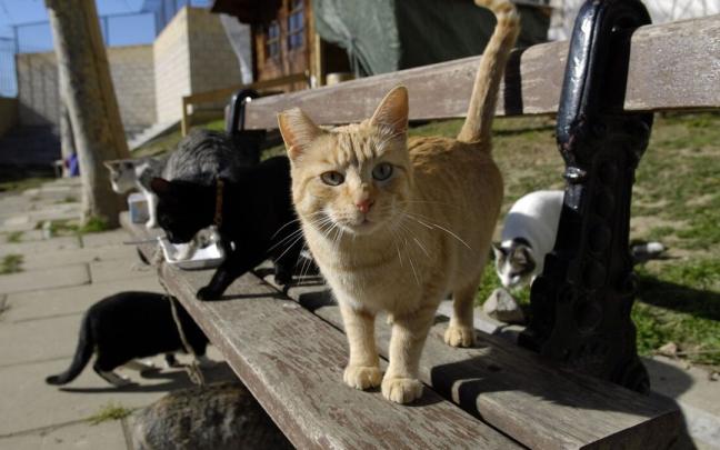 Gatos callejeros en Vitoria.