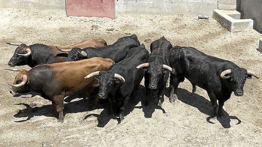 Lote de seis utreros hermosos, cuajados y astifinos de Santafé Martón.