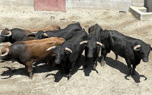 Lote de seis utreros hermosos, cuajados y astifinos de Santafé Martón.