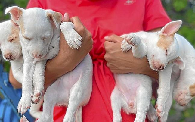 Camada de podencos durmiendo plácidamente en los brazos de una cazadora. | FOTO: CEDIDA Camada de podencos durmiendo plácidamente en los brazos de una cazadora. | FOTO: CEDIDA