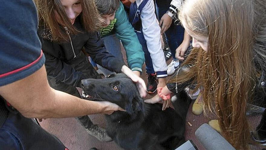 Un perro recibe cariño de un grupo de jóvenes en Barakaldo.