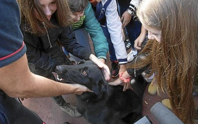 Un perro recibe cariño de un grupo de jóvenes en Barakaldo. Un perro recibe cariño de un grupo de jóvenes en Barakaldo.