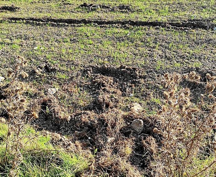 Daños en una pradera levantada por los jabalíes en Améscoa. Foto: M.B.