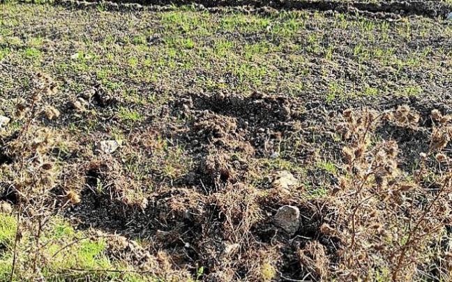Daños en una pradera levantada por los jabalíes en Améscoa. Foto: M.B.
