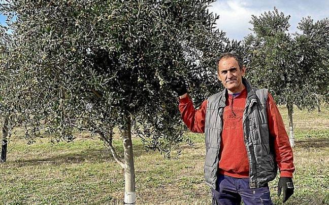El falcesino Jesús Aranda posa en el olivar que tiene en la localidad ribera y gracias al que produce su aceite ecológico.