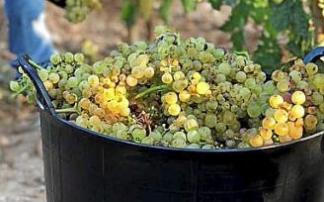 Un cesto repleto de uvas.