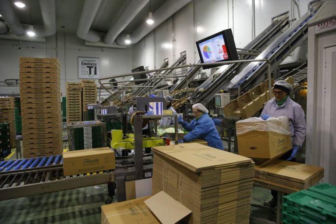 Trabajadoras en una empresa agroalimentaria de Navarra.