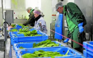 Operarios de una empresa agroalimentaria de Navarra. Operarios de una empresa agroalimentaria de Navarra.