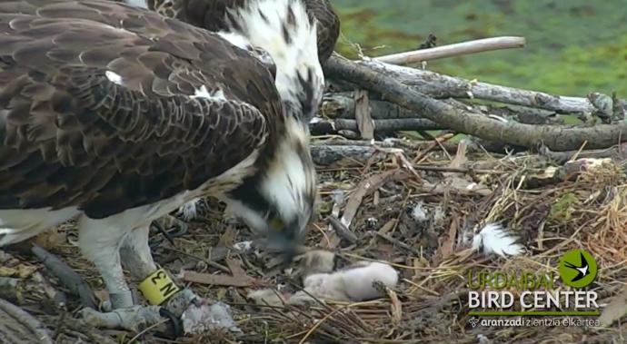 Nace una águila pescadora albina en Urdaibai.