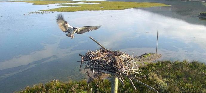 Una imagen de Landa, captada por las cámaras de Urdaibai Bird Center.