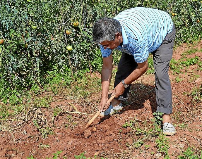 Un agricultor trabaja con la azada en el campo. Foto: Pablo José Pérez