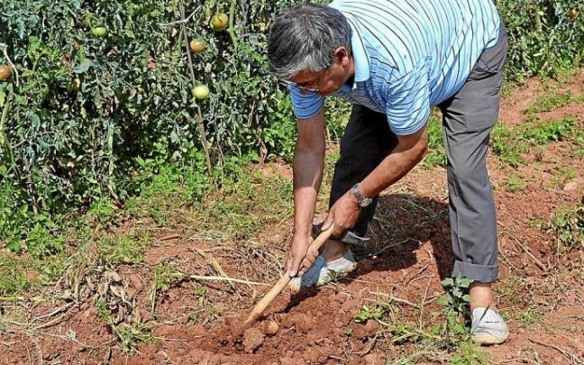 Un agricultor trabaja con la azada en el campo. Foto: Pablo José Pérez