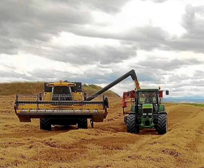 Una cosechadora y un tractor trabajan en un campo de cereal .