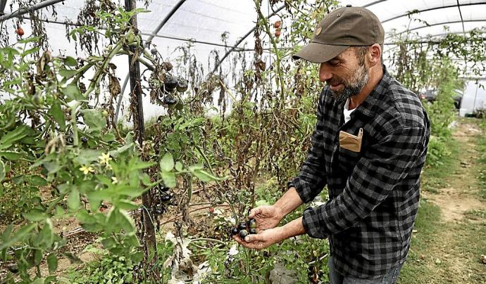 Alfonso Aparicio, con una planta de berenjena que cultiva en su invernadero de Altza.