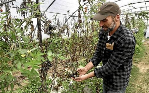 Alfonso Aparicio, con una planta de berenjena que cultiva en su invernadero de Altza.