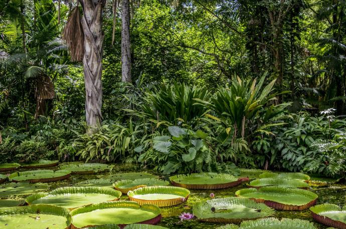 El mundo alberga unas 73.000 especies arbóreas.