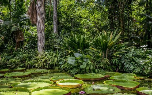 El mundo alberga unas 73.000 especies arbóreas.