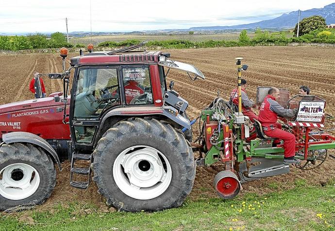 Varios trabajadores hincan viñas en un viñedo.