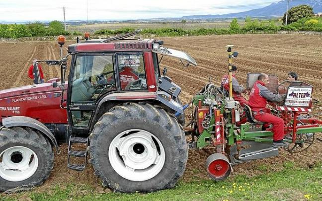 Varios trabajadores hincan viñas en un viñedo.