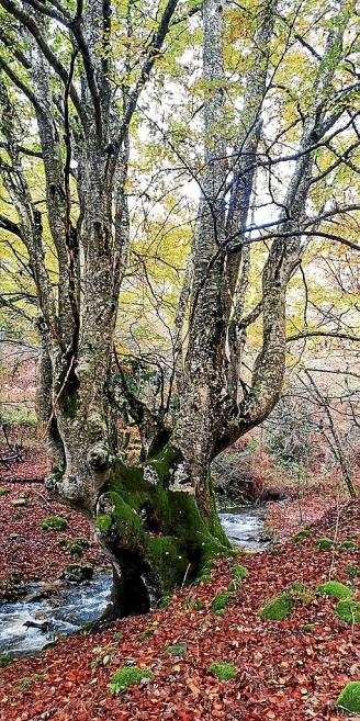 Espectacular ejemplar de un haya en Amurrio.