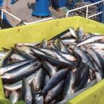 Imagen de archivo de una anterior costera de la anchoa.