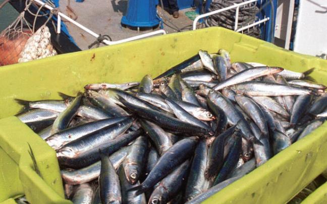 Imagen de archivo de una anterior costera de la anchoa.