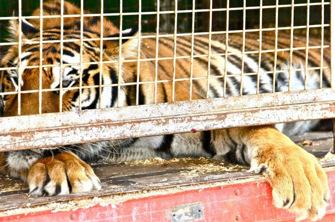 Los circos con animales salvajes han quedado excluidos de las últimas ayudas convocadas por el Ministerio de Cultura y Deporte.