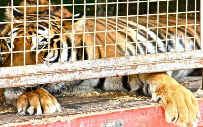 Los circos con animales salvajes han quedado excluidos de las últimas ayudas convocadas por el Ministerio de Cultura y Deporte.
