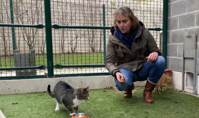 Catorce perros y cuarenta gatos esperan adopción en el Centro de Atención de Animales del Ayuntamiento de Pamplona