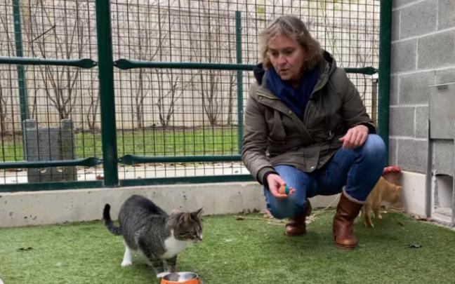 Catorce perros y cuarenta gatos esperan adopción en el Centro de Atención de Animales del Ayuntamiento de Pamplona Catorce perros y cuarenta gatos esperan adopción en el Centro de Atención de Animales del Ayuntamiento de Pamplona