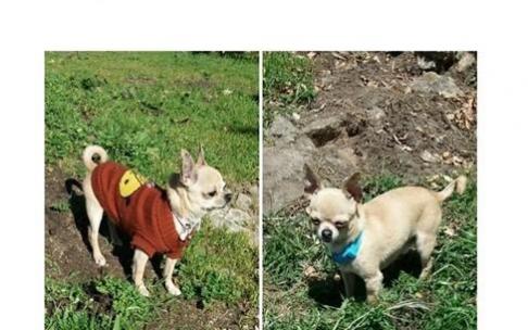 Animalistas advierten del "incremento de anuncios" de venta ilegal de perros al acercarse la Navidad.