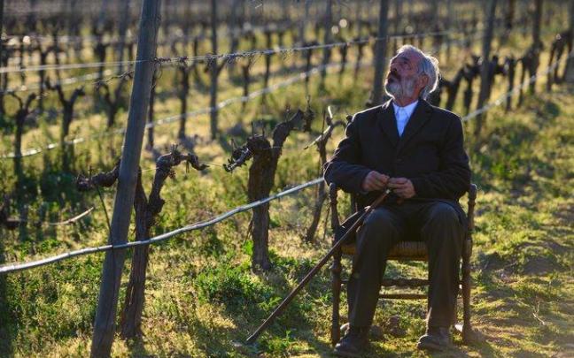 Antonio Alcántara, en sus viñedos, donde fallece a los 95 años. Antonio Alcántara, en sus viñedos, donde fallece a los 95 años.