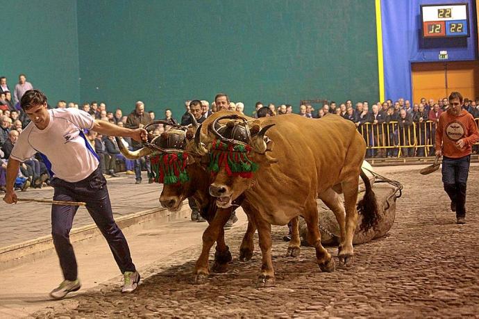 Prueba de arrastre con bueyes celebrada durante las fiestas de San Andrés de 2018 en Azkoitia.