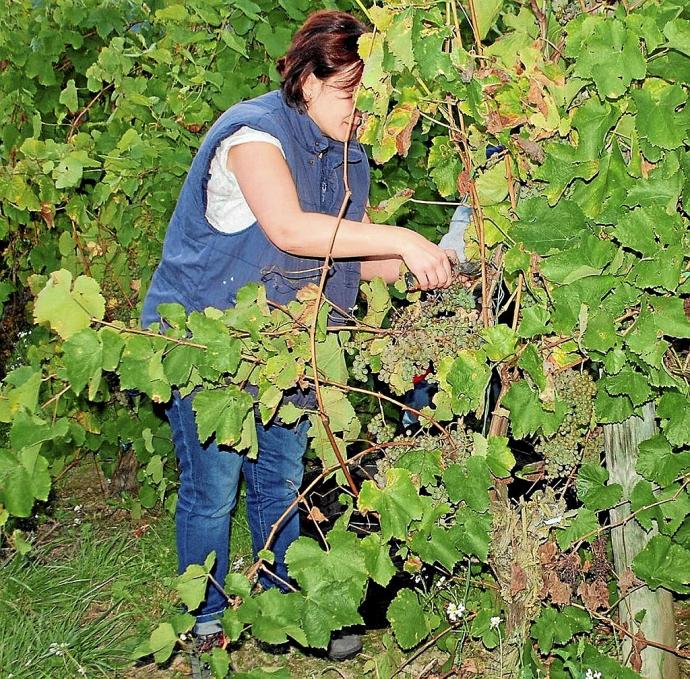 Una persona vendimiando para hacer txakoli en una finca de Arabako Txakolina.