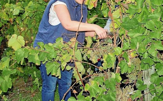 Una persona vendimiando para hacer txakoli en una finca de Arabako Txakolina. Una persona vendimiando para hacer txakoli en una finca de Arabako Txakolina.