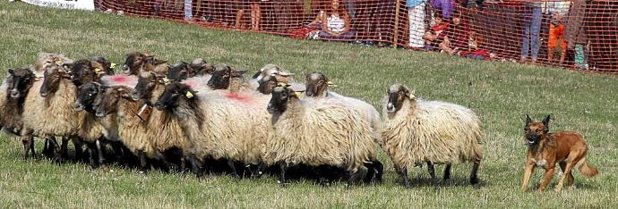 Una instantánea del concurso de perros pastor del Artzain Eguna celebrado en 2016 en la localidad de Araia. Foto: Alex Larretxi