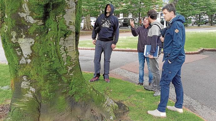 Técnicos municipales inspeccionan uno de los árboles singulares plantado en el parque de Doña Casilda.