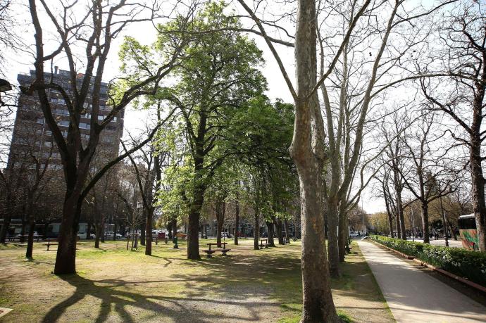 Imagen del 'arbolico de San José' repleto de hojas