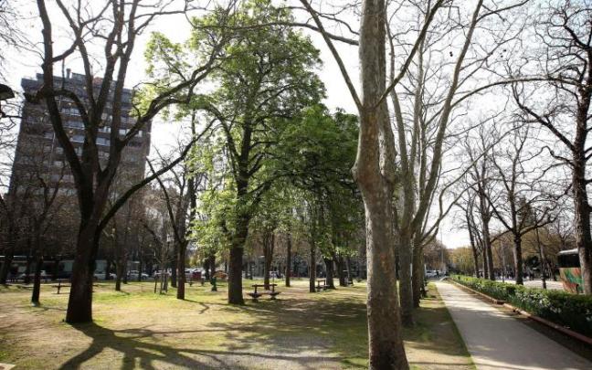 Imagen del 'arbolico de San José' repleto de hojas