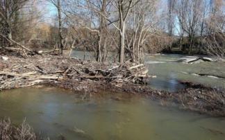 Estado que presentan las riberas del río Arga en Pamplona.