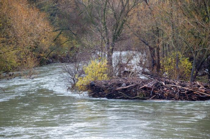 El Arga crecido y lleno de ramas a su paso por la Rochapea el pasado 10 de diciembre.