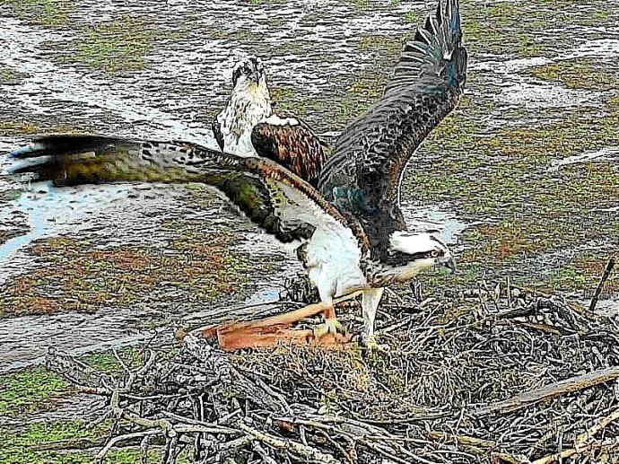 Urdaibai dauden arrano arrantzaleak.
