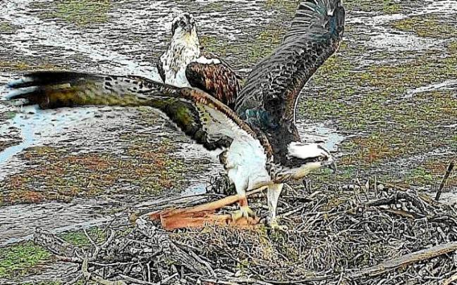 Urdaibai dauden arrano arrantzaleak.