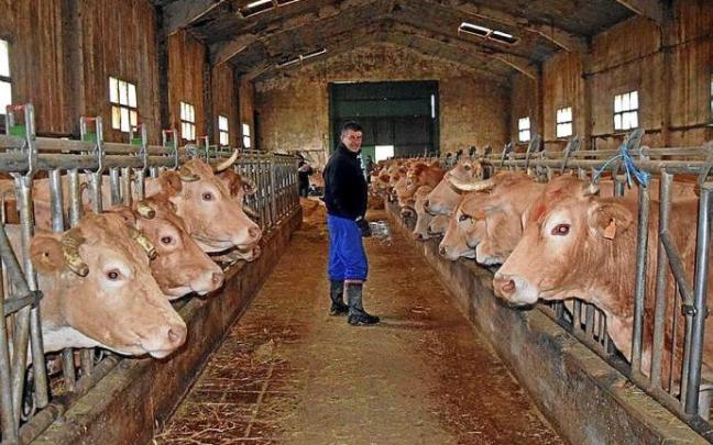 El alguacil Jesús Pedroarena lleva 32 años marcando ganado en Auritz.